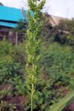 Echinochloa crus-galli. Часть соплодия. Амурская обл., Бурейский р-н, с. Виноградовка, огород. 22.07.2016.