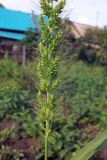 Echinochloa crus-galli