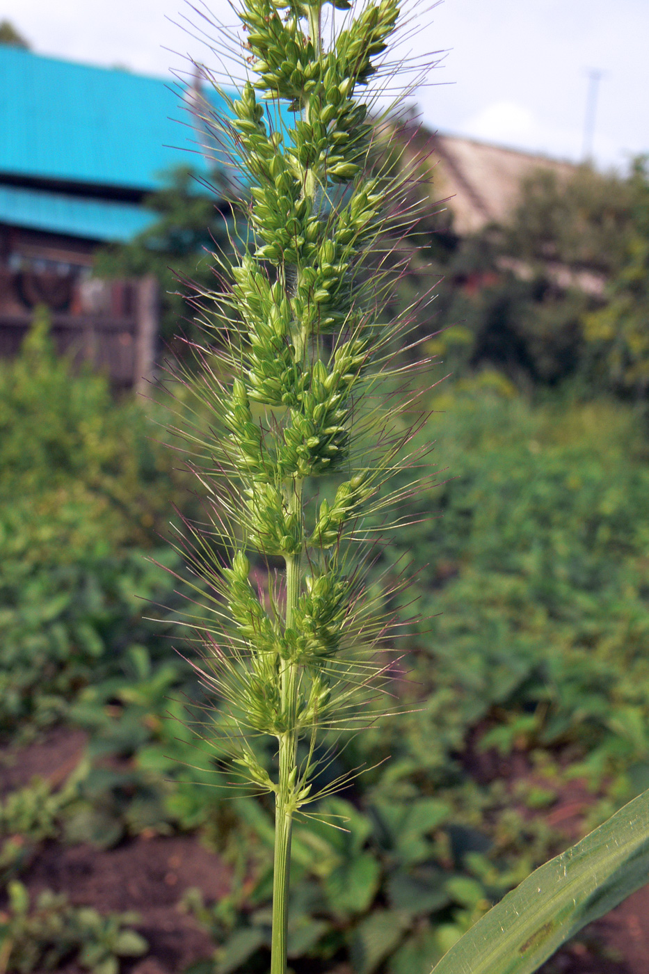 Изображение особи Echinochloa crus-galli.