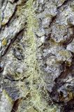 Usnea longissima