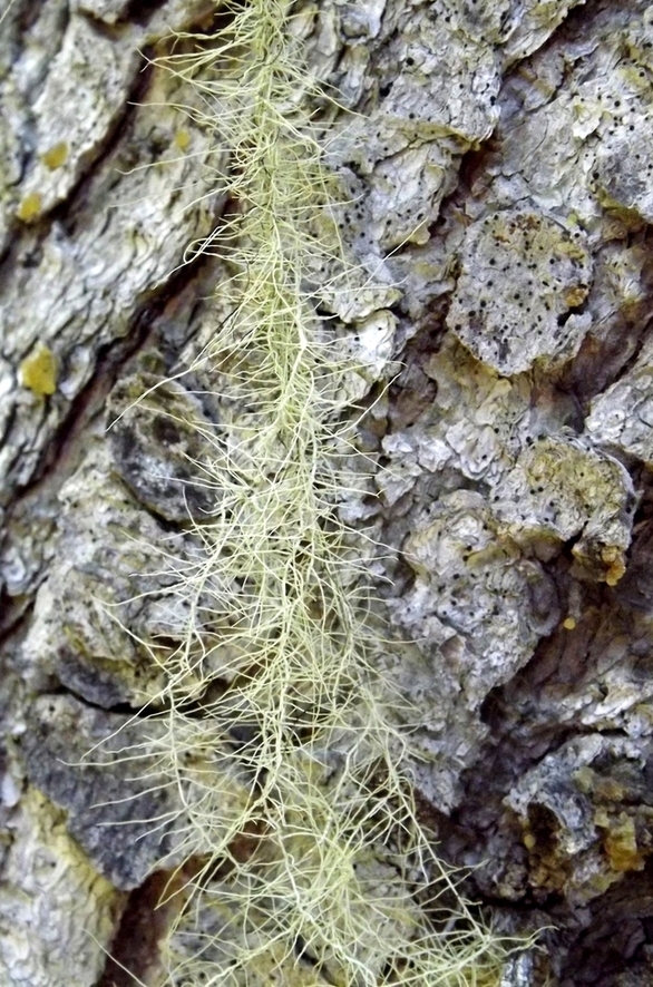 Image of Usnea longissima specimen.