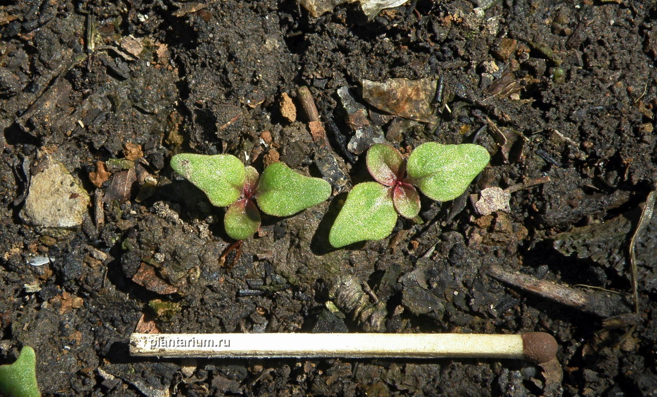 Изображение особи Oenothera biennis.