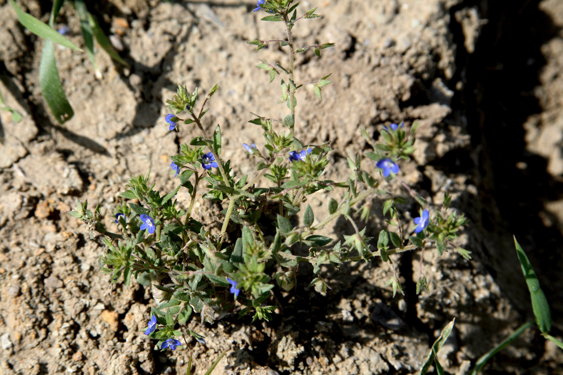 Image of Veronica campylopoda specimen.