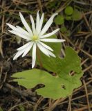 Sanguinaria canadensis