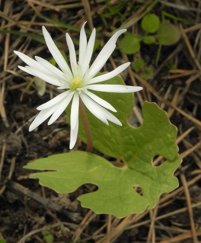 Image of Sanguinaria canadensis specimen.