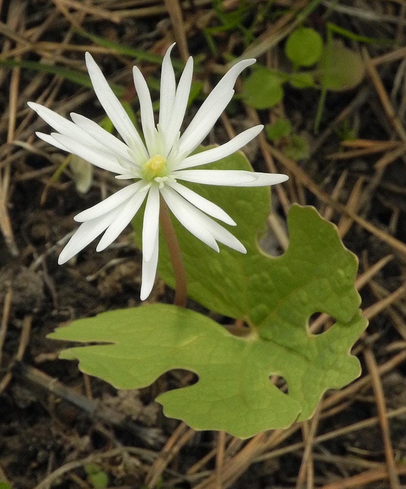 Изображение особи Sanguinaria canadensis.