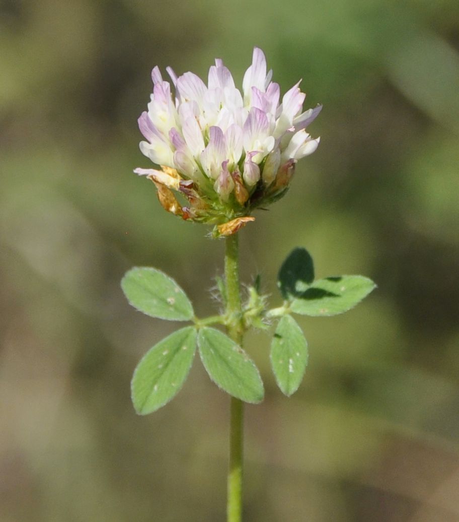 Image of genus Trifolium specimen.