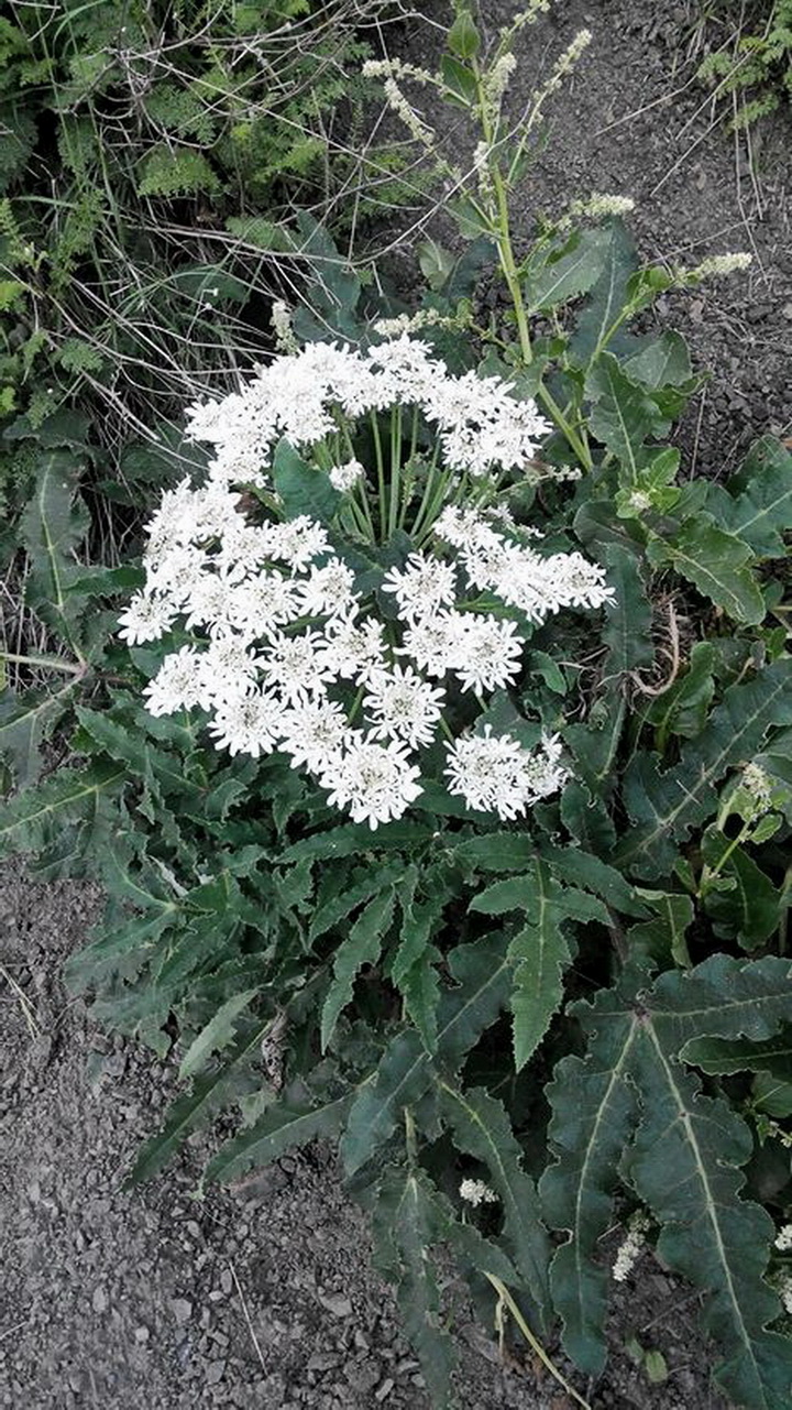 Изображение особи Heracleum grandiflorum.