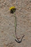 Crepis tectorum