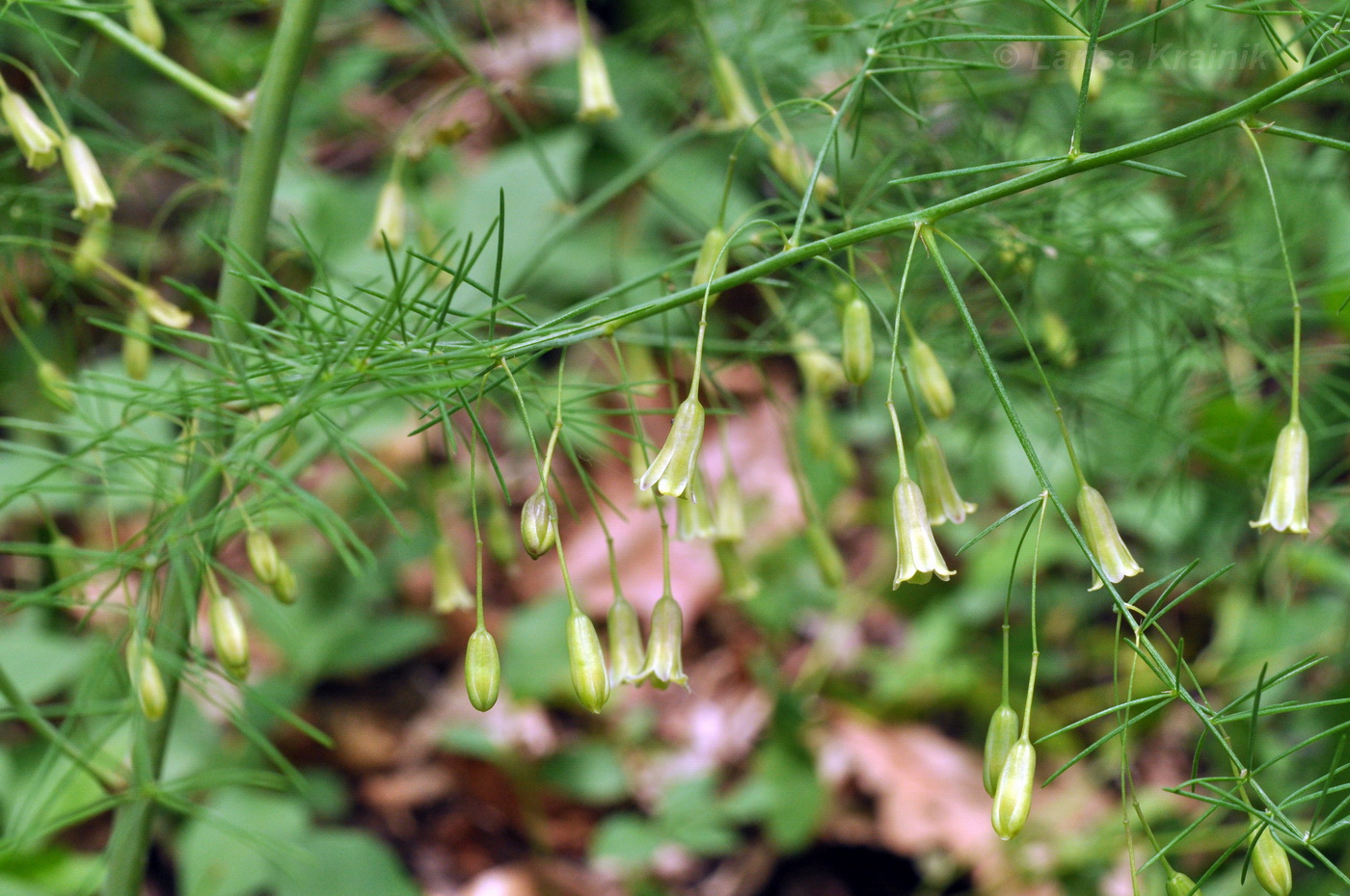 Image of Asparagus oligoclonos specimen.