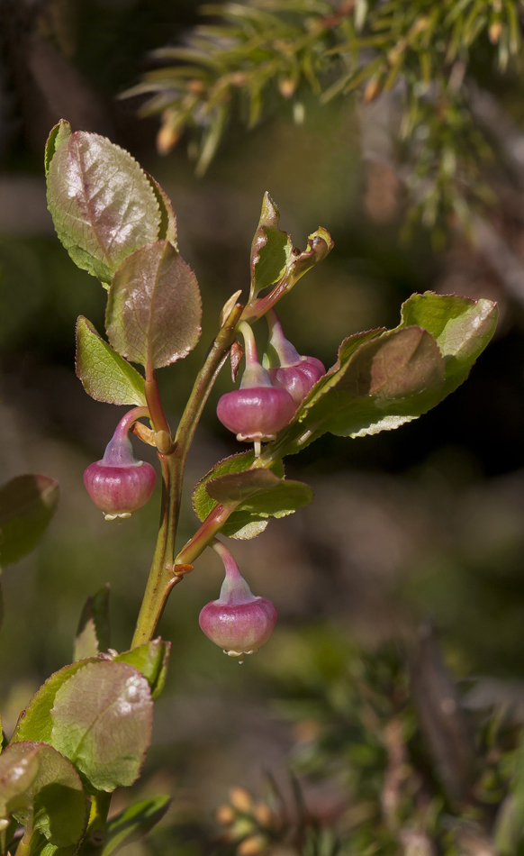 Image of Vaccinium myrtillus specimen.