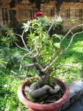 Adenium obesum