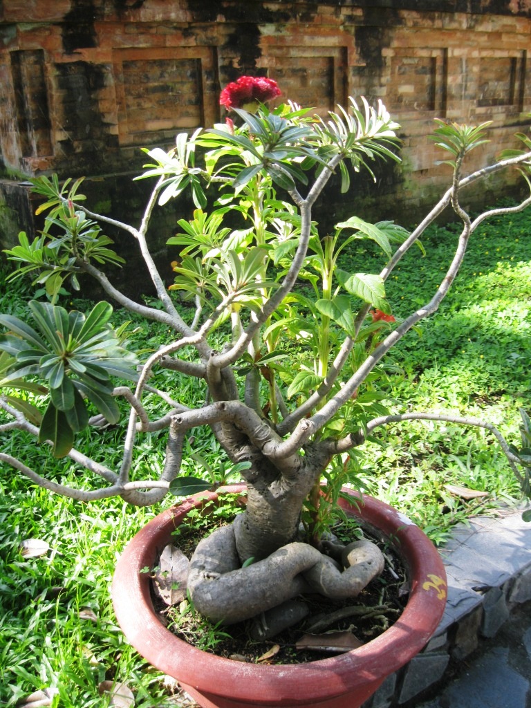 Image of Adenium obesum specimen.