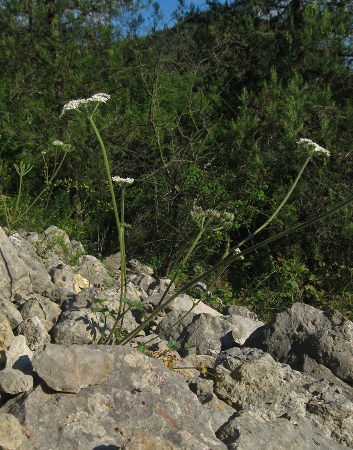 Изображение особи Heracleum ligusticifolium.