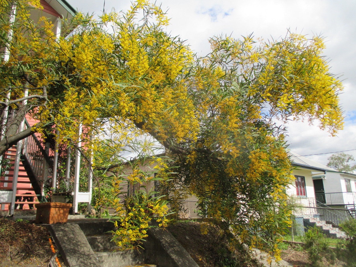 Изображение особи Acacia macradenia.