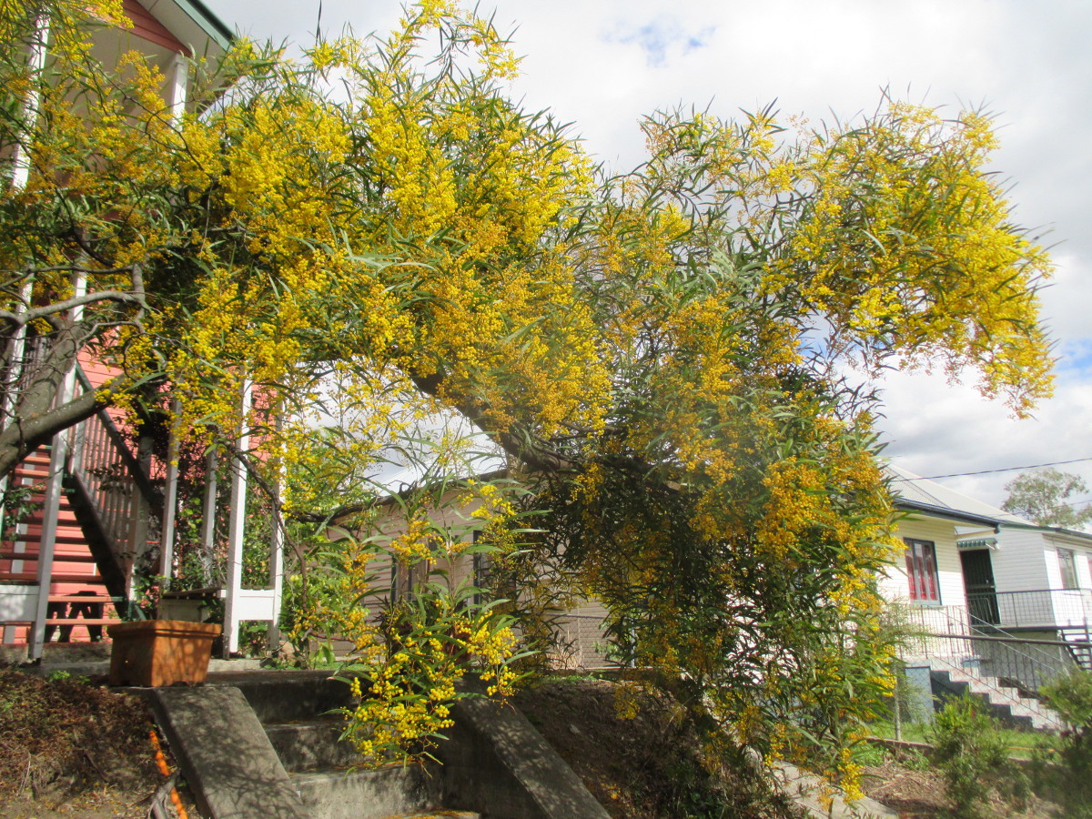Image of Acacia macradenia specimen.