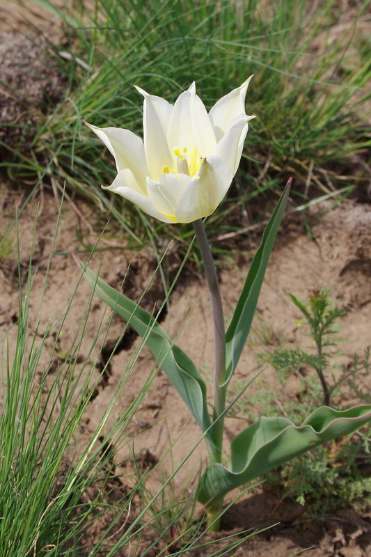 Image of Tulipa suaveolens specimen.