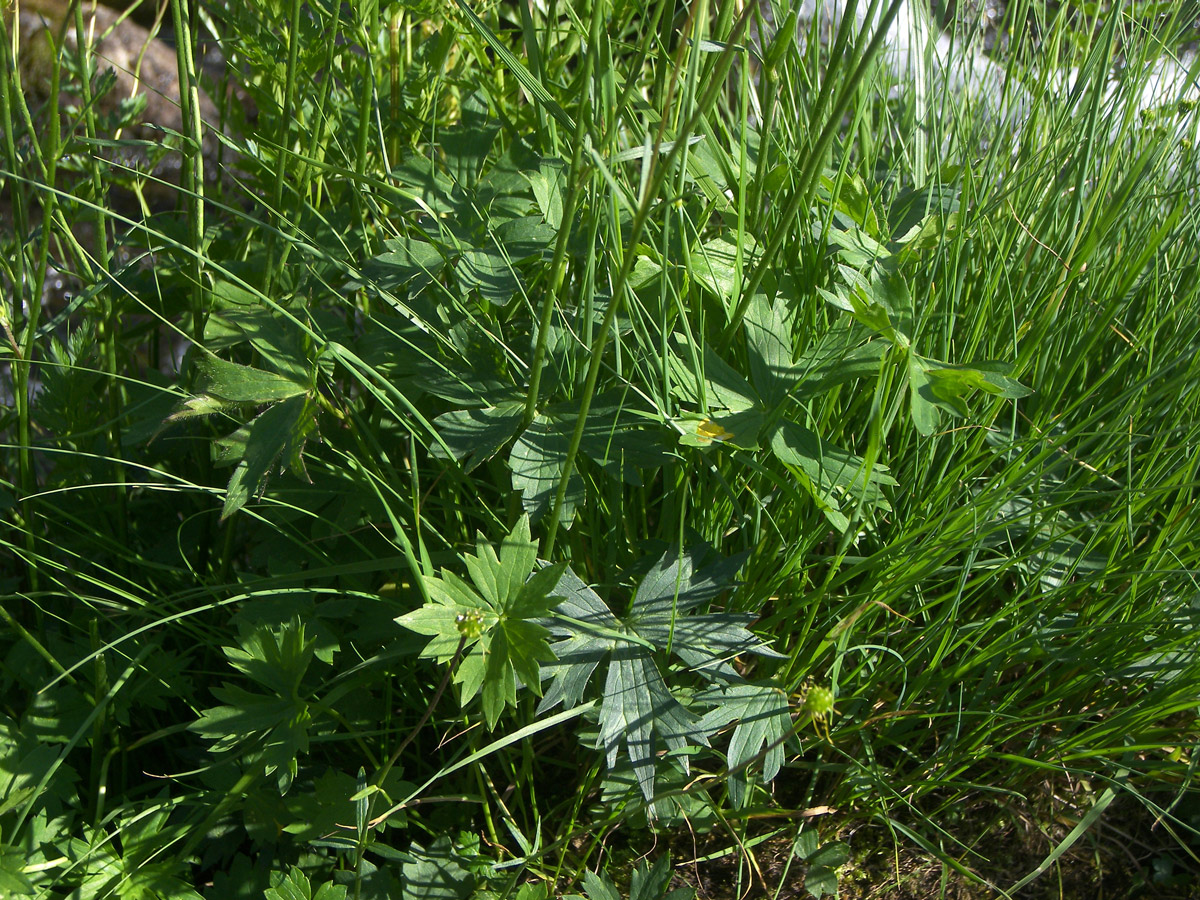 Image of Ranunculus oreophilus specimen.