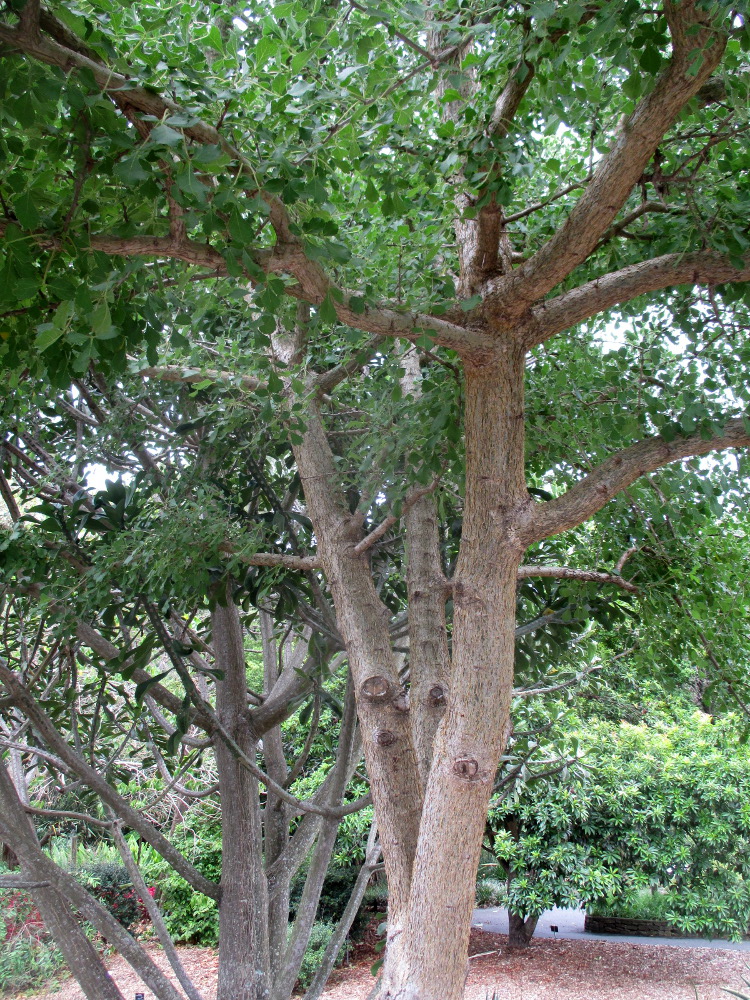 Изображение особи Commiphora africana.