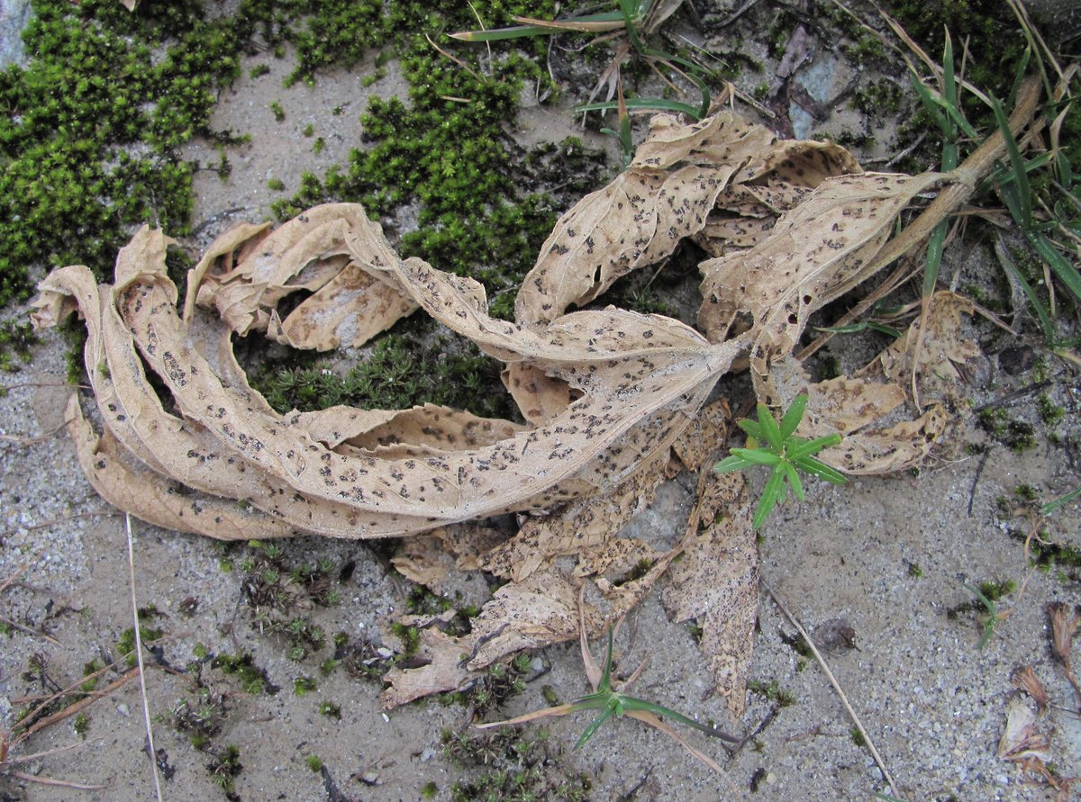 Image of Heracleum freynianum specimen.