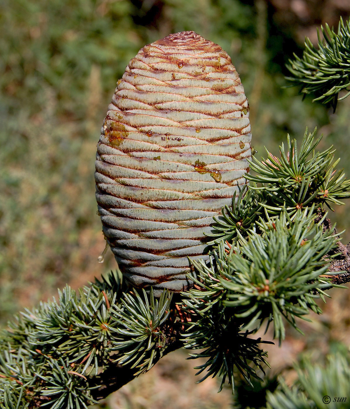 Изображение особи Cedrus libani.