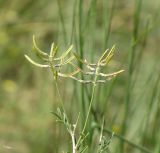 Astragalus arbuscula