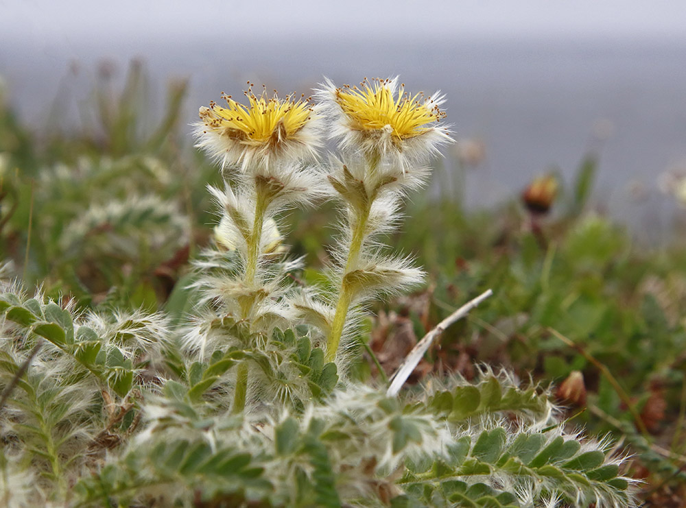 Изображение особи Novosieversia glacialis.