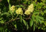 Sambucus racemosa