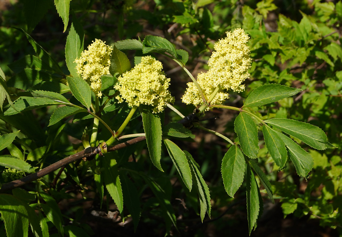 Image of Sambucus racemosa specimen.