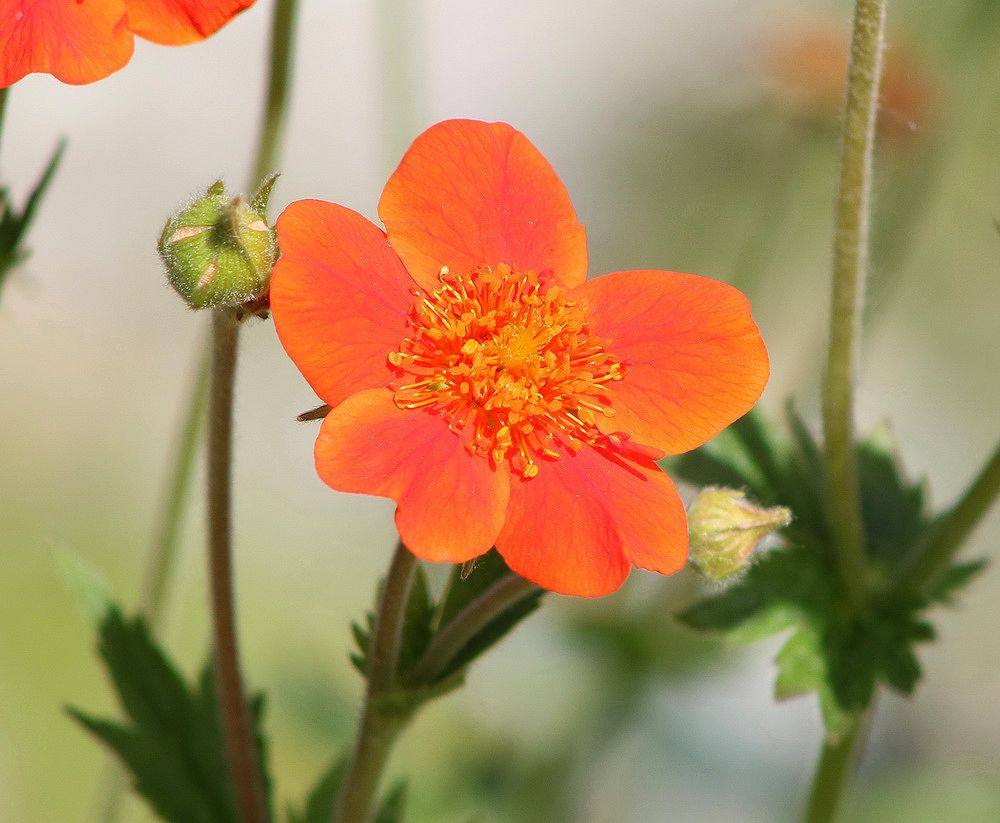 Image of Geum quellyon specimen.