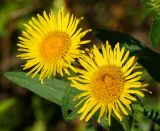 Inula britannica. Раскрывшиеся соцветия. Восточный Казахстан, г. Усть-Каменогорск, правый берег р. Иртыш, высыхающая часть заболоченного луга. 10.08.2017.