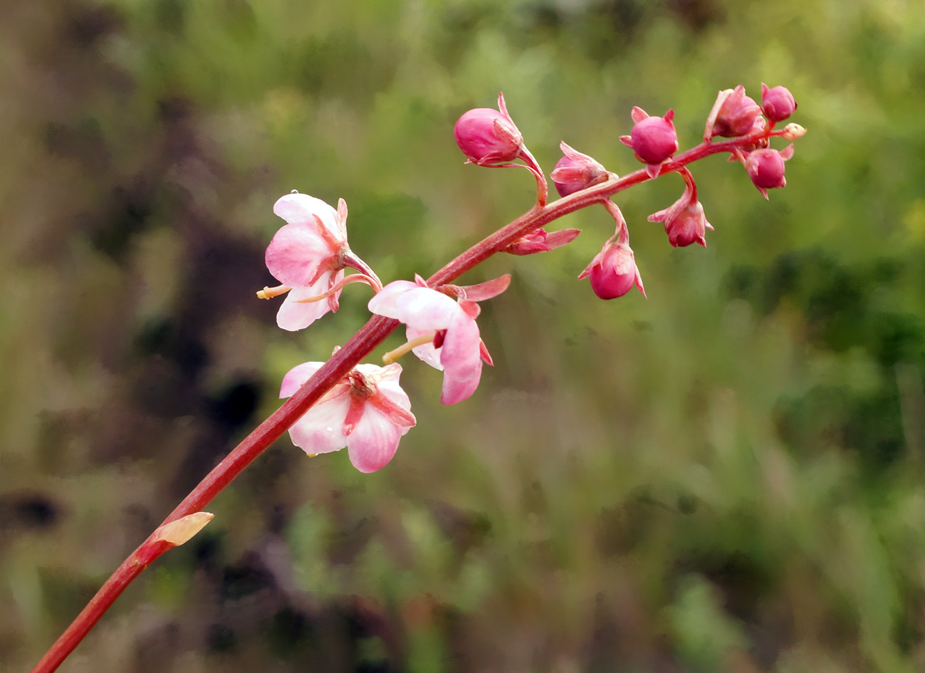 Image of Pyrola incarnata specimen.