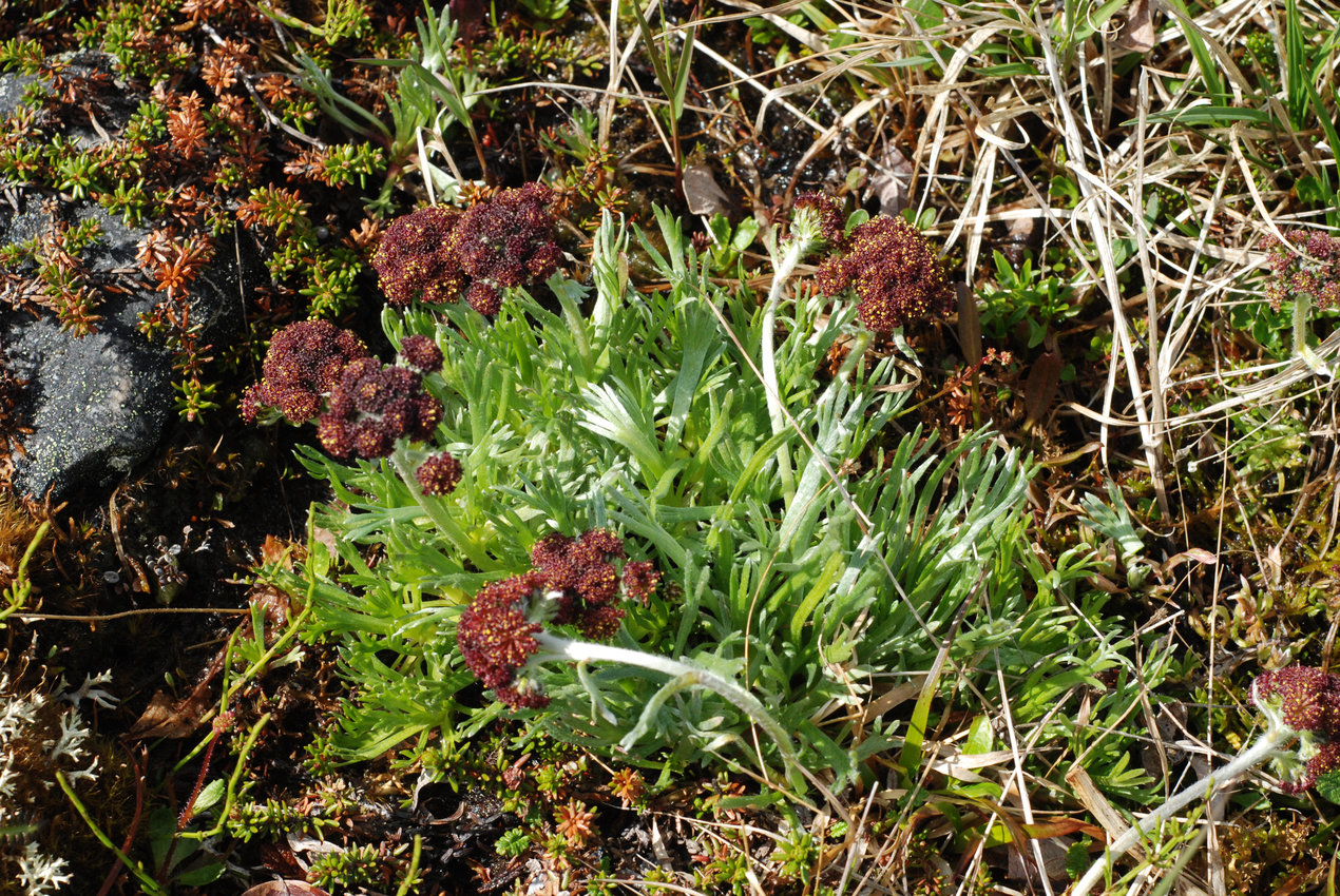 Image of Artemisia globularia specimen.