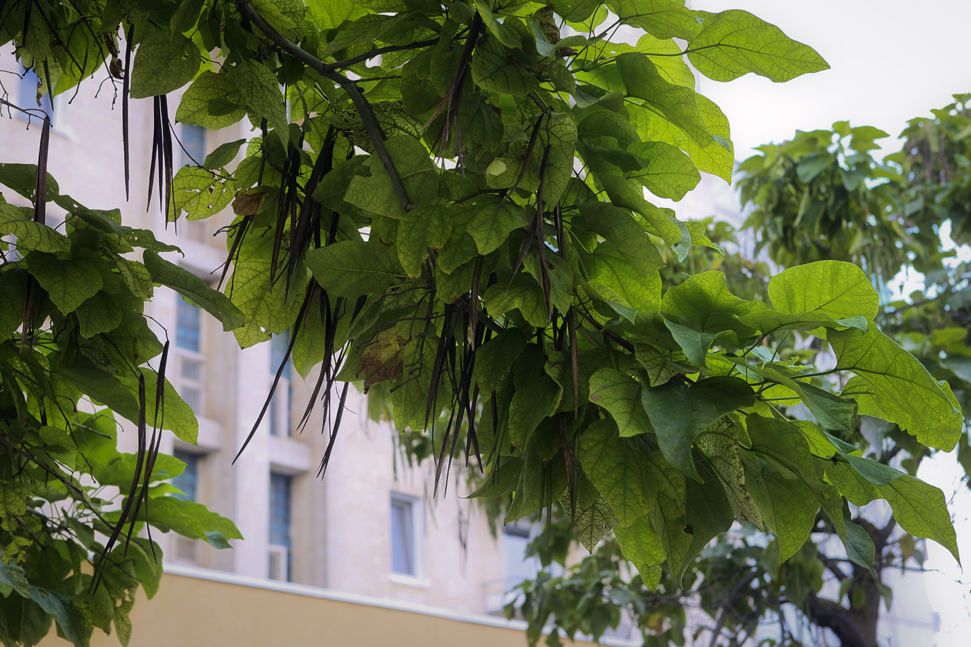 Image of Catalpa bignonioides specimen.