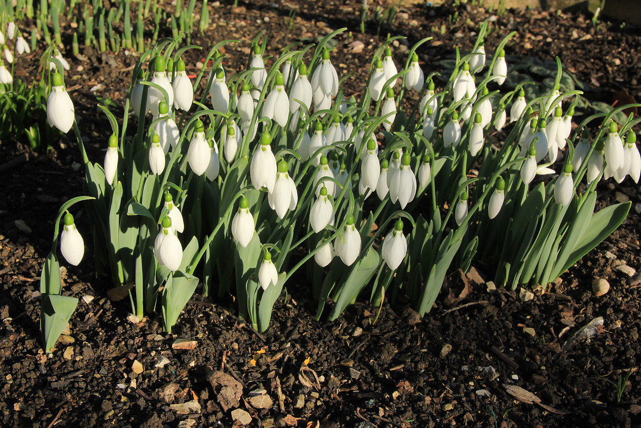 Image of Galanthus elwesii specimen.