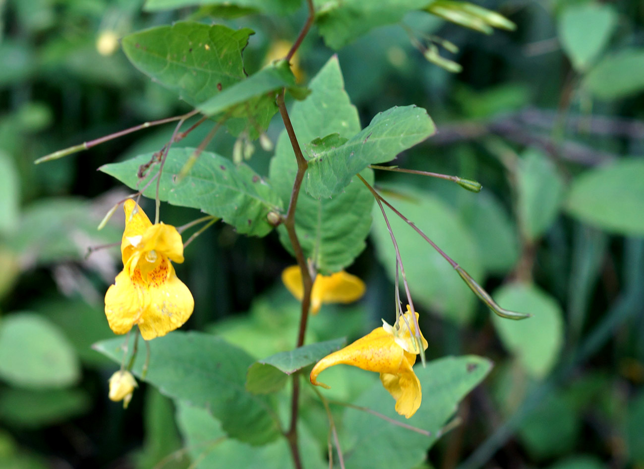 Image of Impatiens noli-tangere specimen.