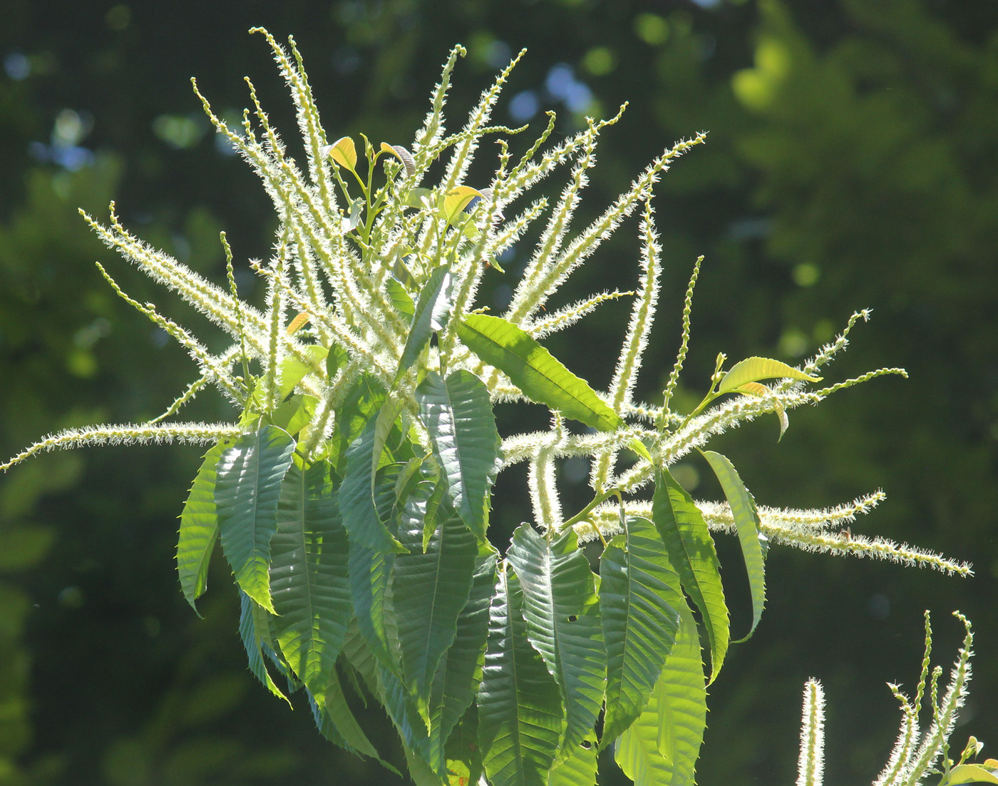 Изображение особи Castanea crenata.