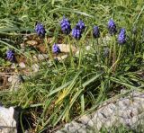 Muscari commutatum