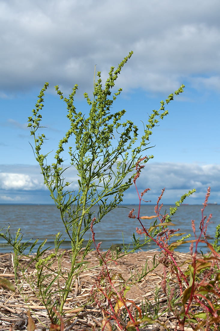 Изображение особи Atriplex littoralis.