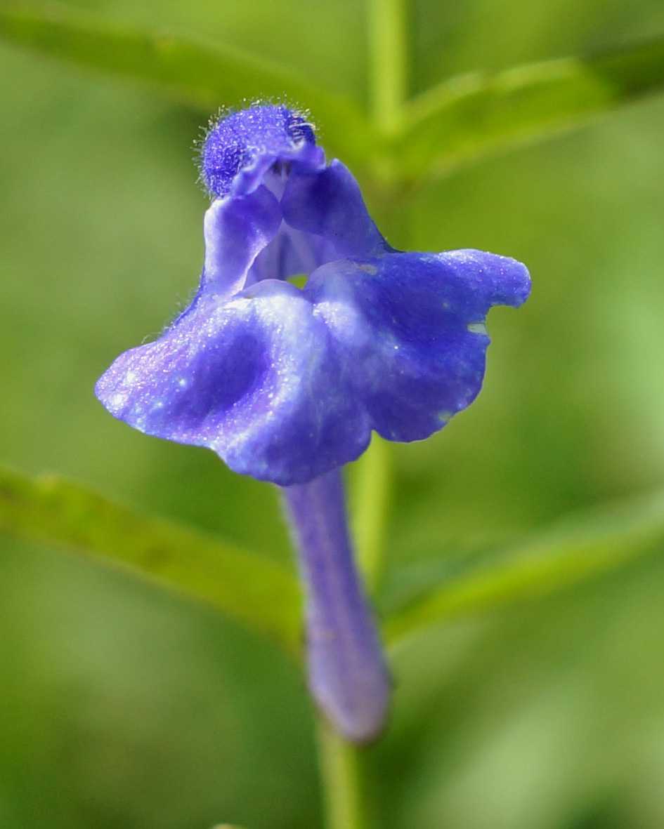 Изображение особи Scutellaria scordiifolia.