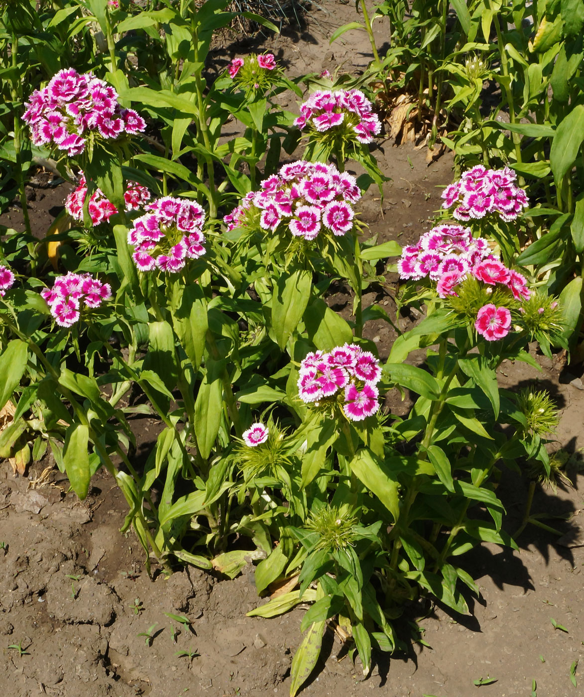 Изображение особи Dianthus barbatus.