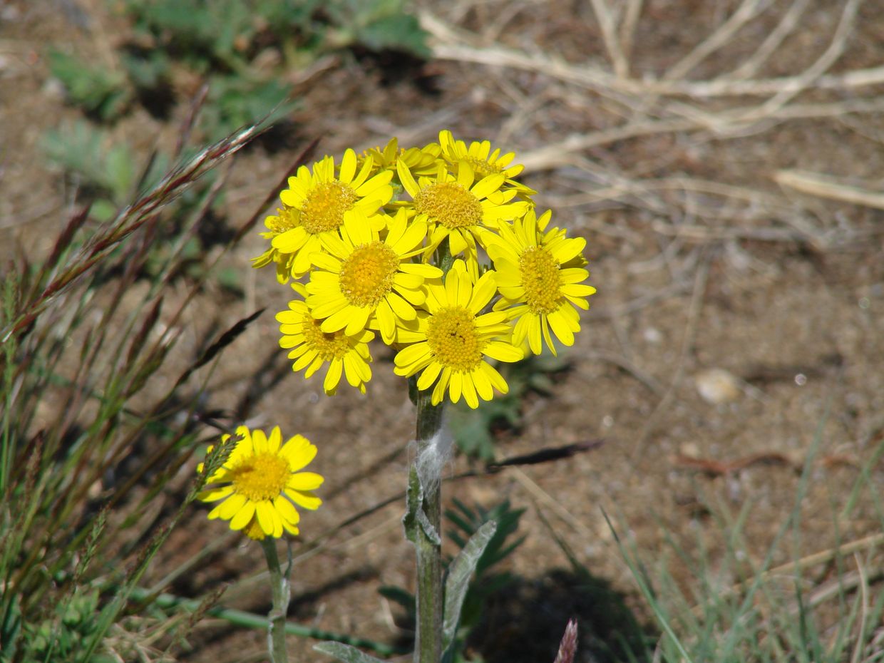 Image of Tephroseris integrifolia specimen.