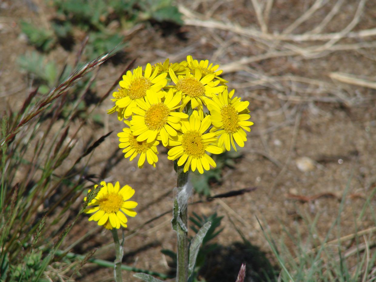 Изображение особи Tephroseris integrifolia.