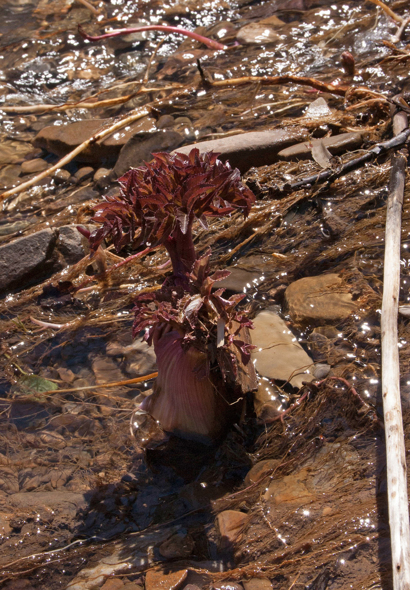 Image of Archangelica decurrens specimen.