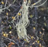 genus Usnea