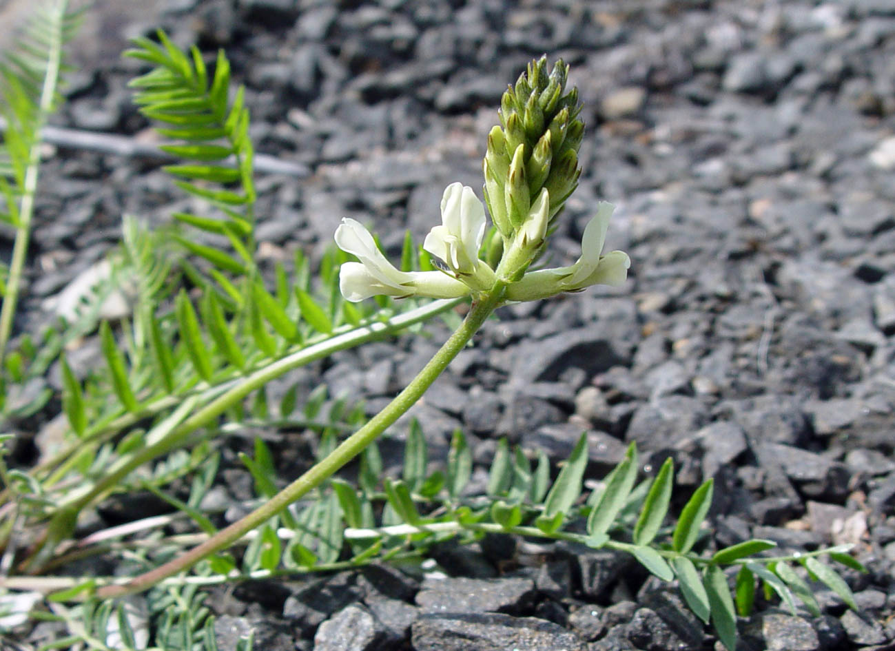 Изображение особи род Astragalus.