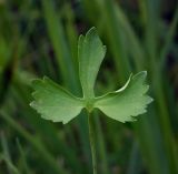 Ranunculus auricomus. Прикорневой лист. Пермский край, Оханский р-н, Тулумбаихинское сельское поселение, Кунчурихинский бор, сырой луг. 27.05.2018.