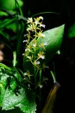 Oreorchis patens