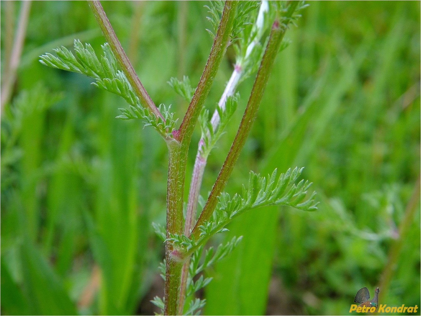 Изображение особи Anthemis cotula.