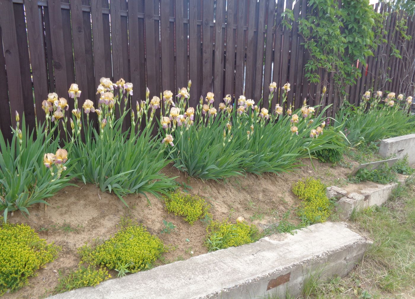 Image of Iris × hybrida specimen.